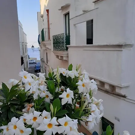 Fiore 2* Gallipoli